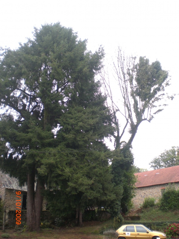 Work on Mature Cedar Tree